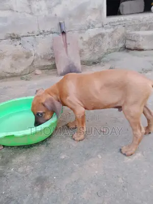 1-3 months Male Mixed Breed Dog