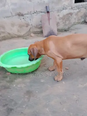 1-3 months Male Mixed Breed Dog