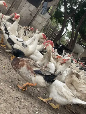 Muscovy Ducks