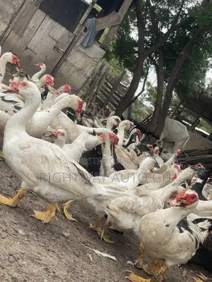 Muscovy Ducks