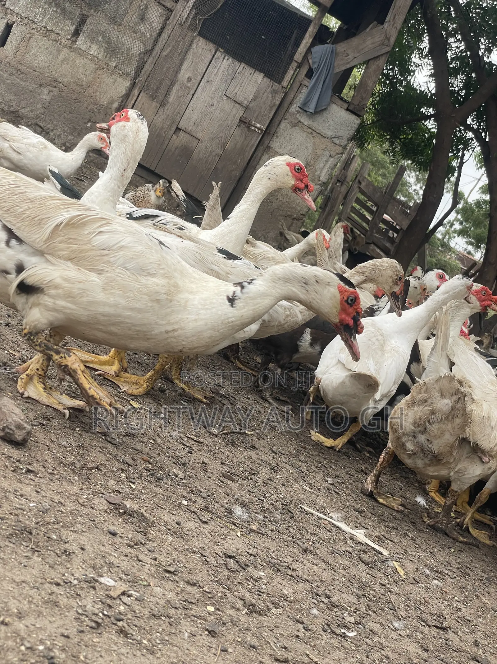 Muscovy Ducks