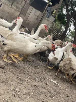 Muscovy Ducks
