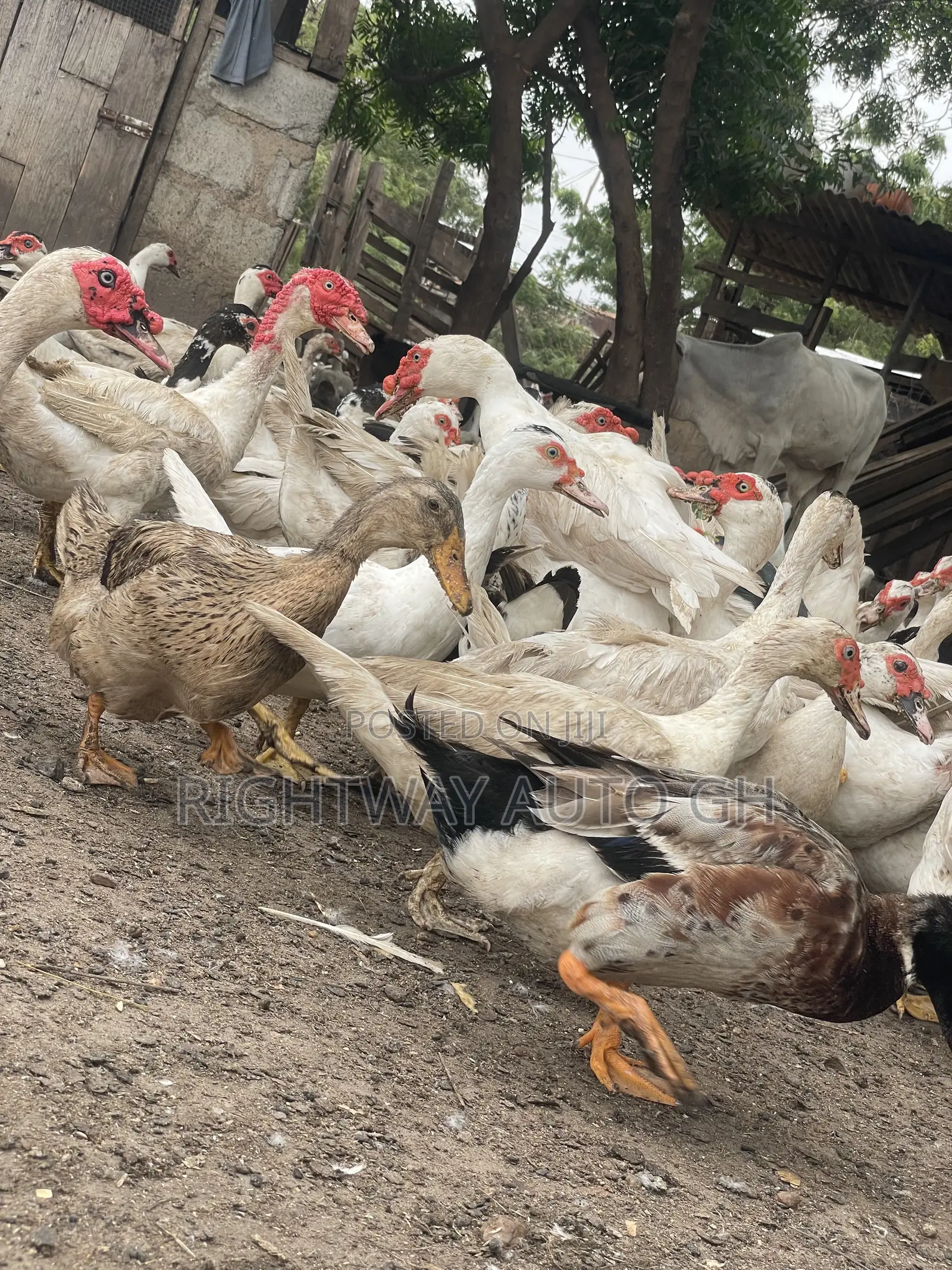 Muscovy Ducks
