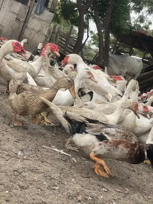 Muscovy Ducks