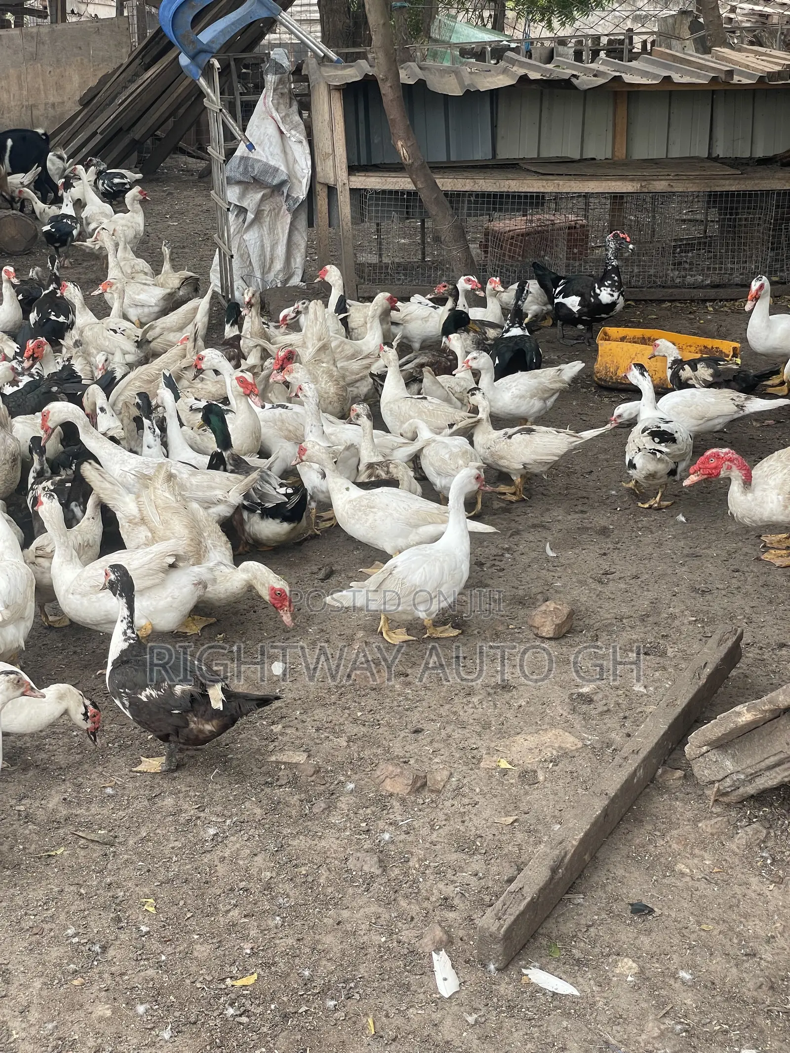 Muscovy Ducks