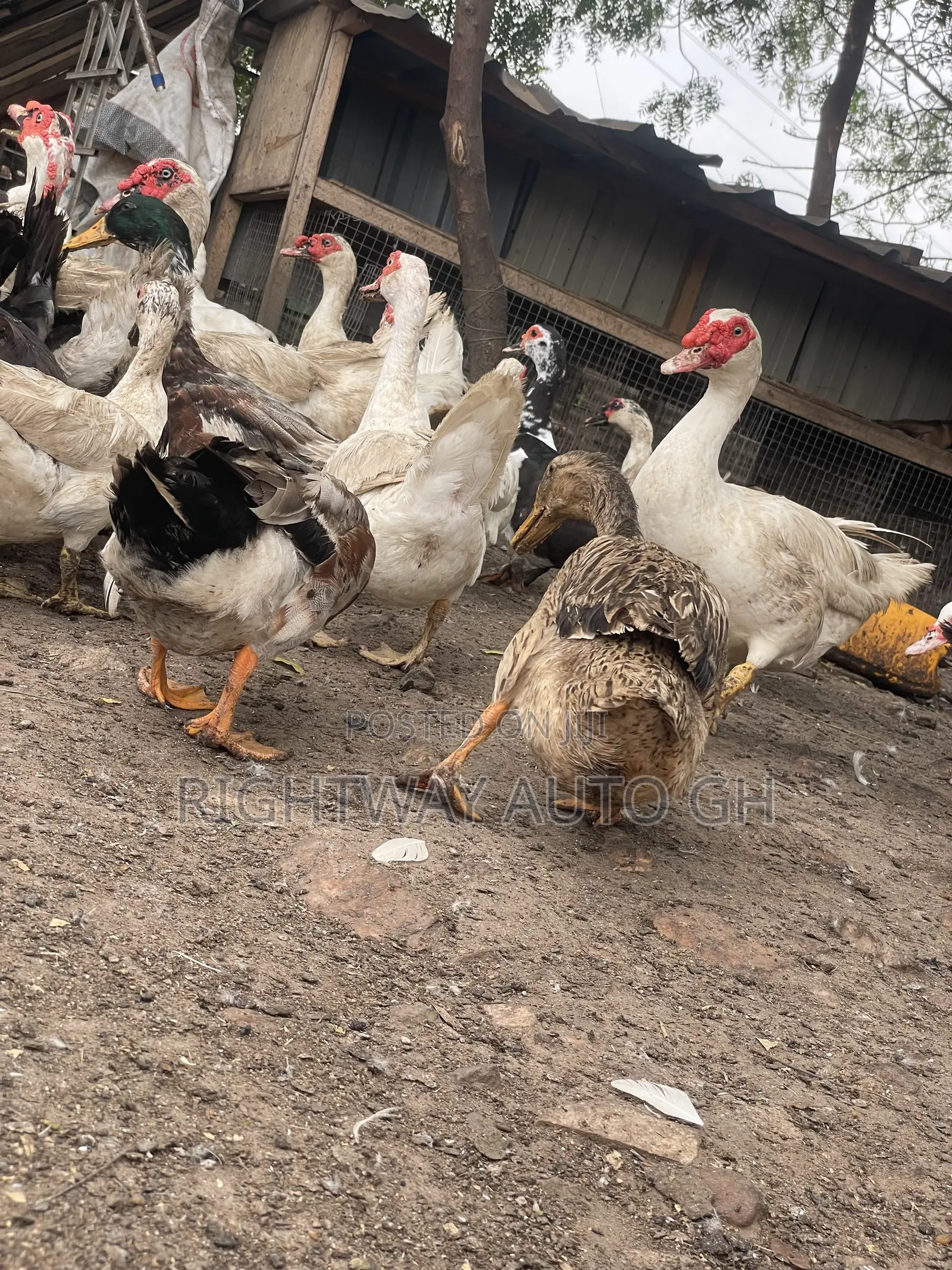 Muscovy Ducks