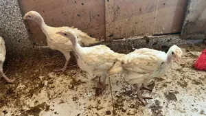 Two Months Old Hybrid Turkey Poults  50% for Sale
