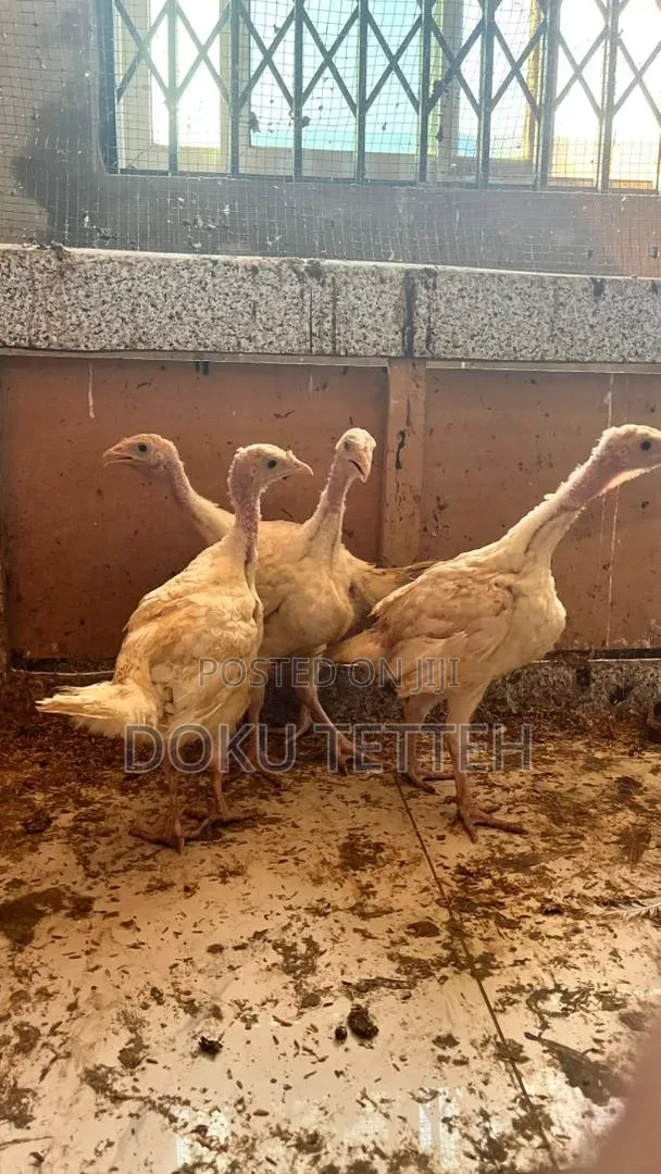 Two Months Old Hybrid Turkey Poults  50% for Sale
