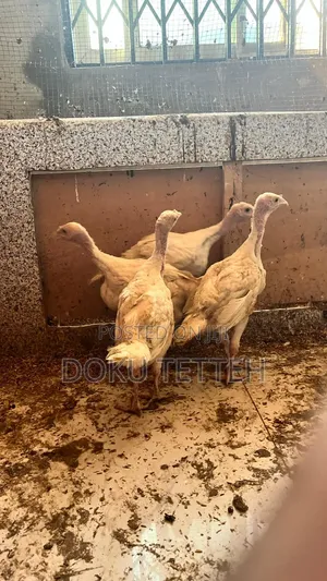 Two Months Old Hybrid Turkey Poults  50% for Sale