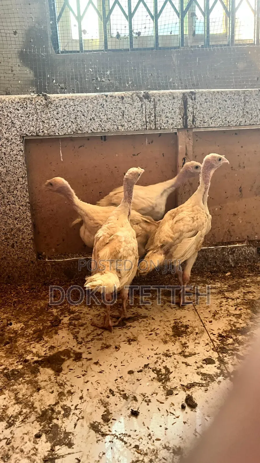Two Months Old Hybrid Turkey Poults  50% for Sale