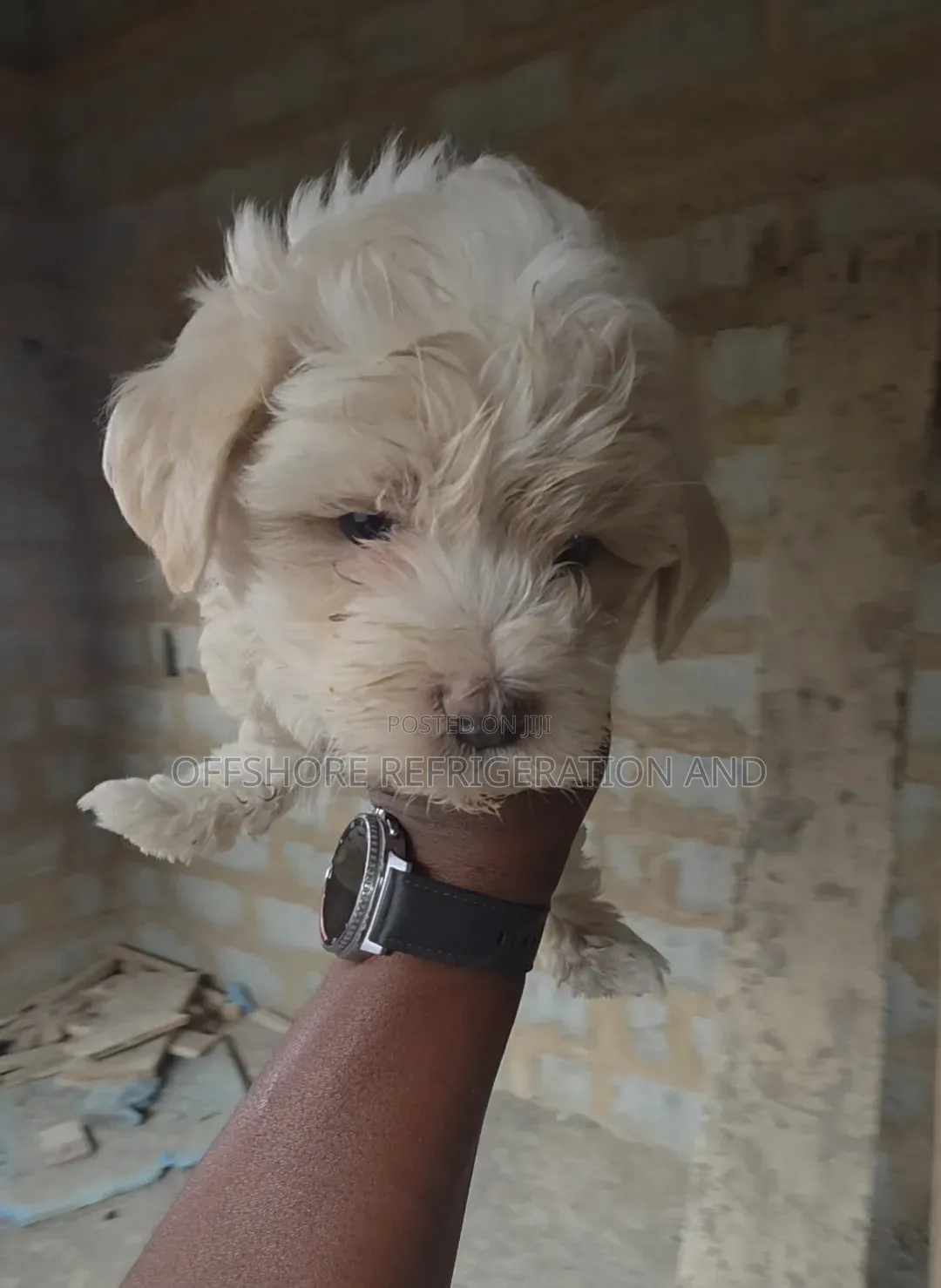 1-3 months Male Purebred Maltese