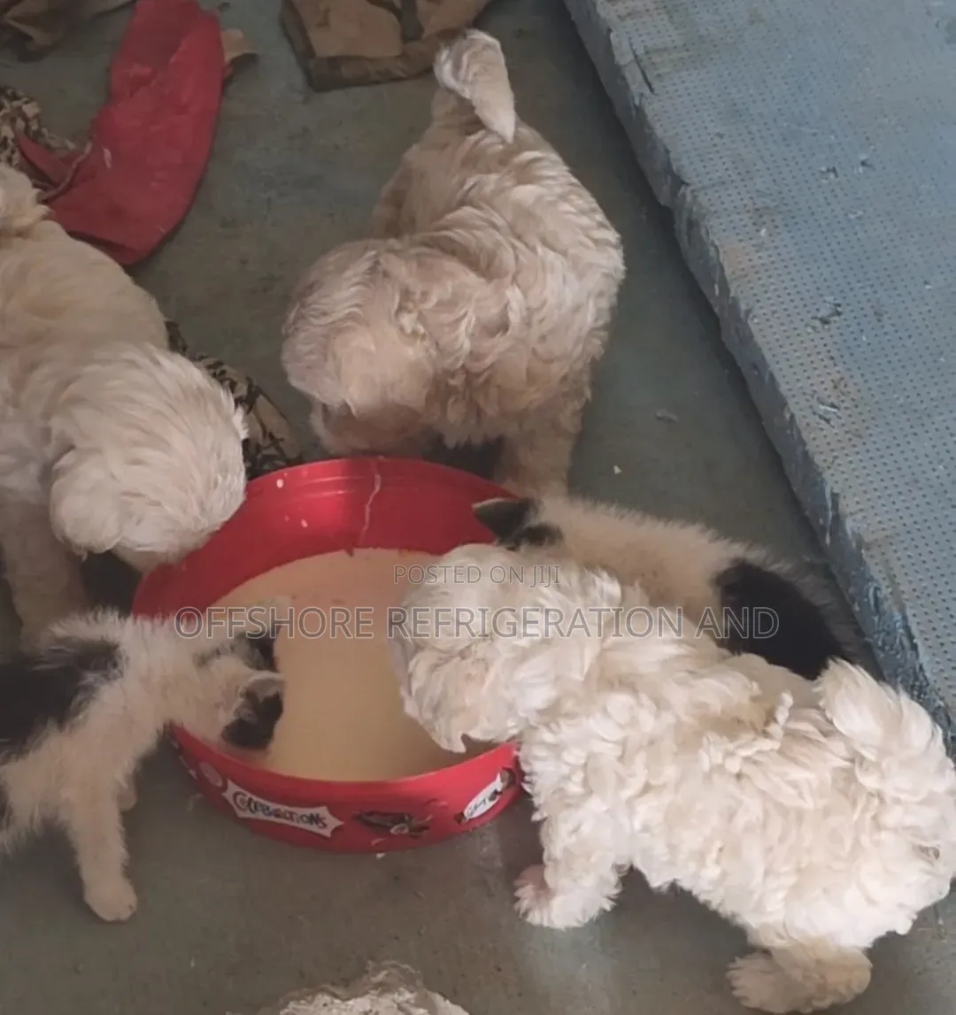 1-3 months Male Purebred Maltese