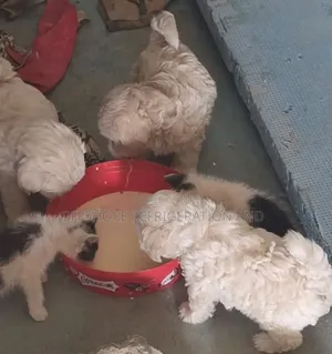 1-3 months Male Purebred Maltese