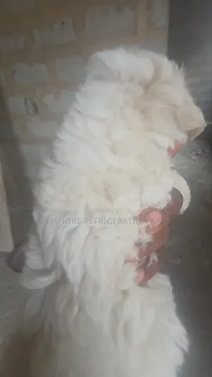 1-3 months Male Purebred Maltese