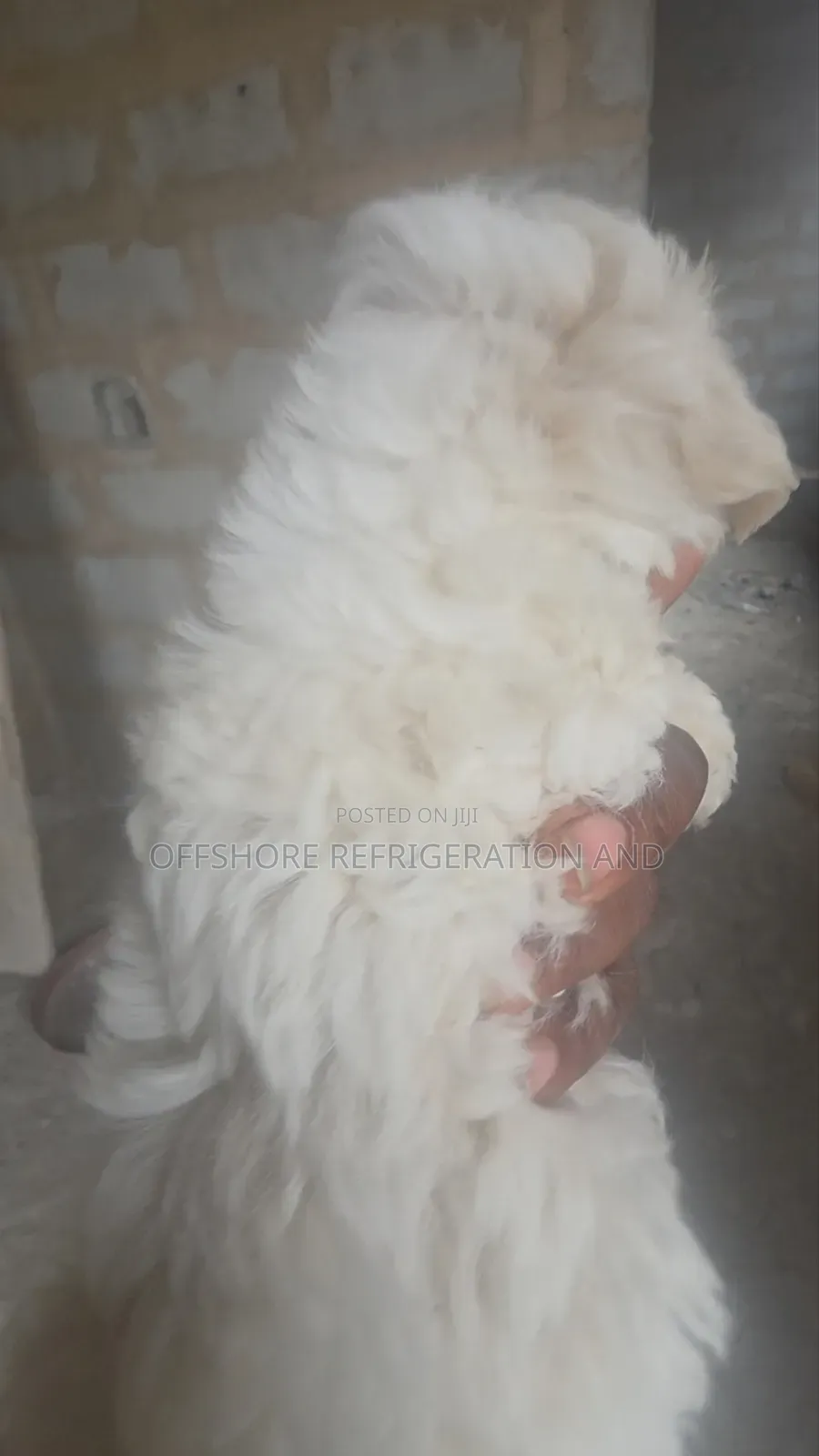 1-3 months Male Purebred Maltese