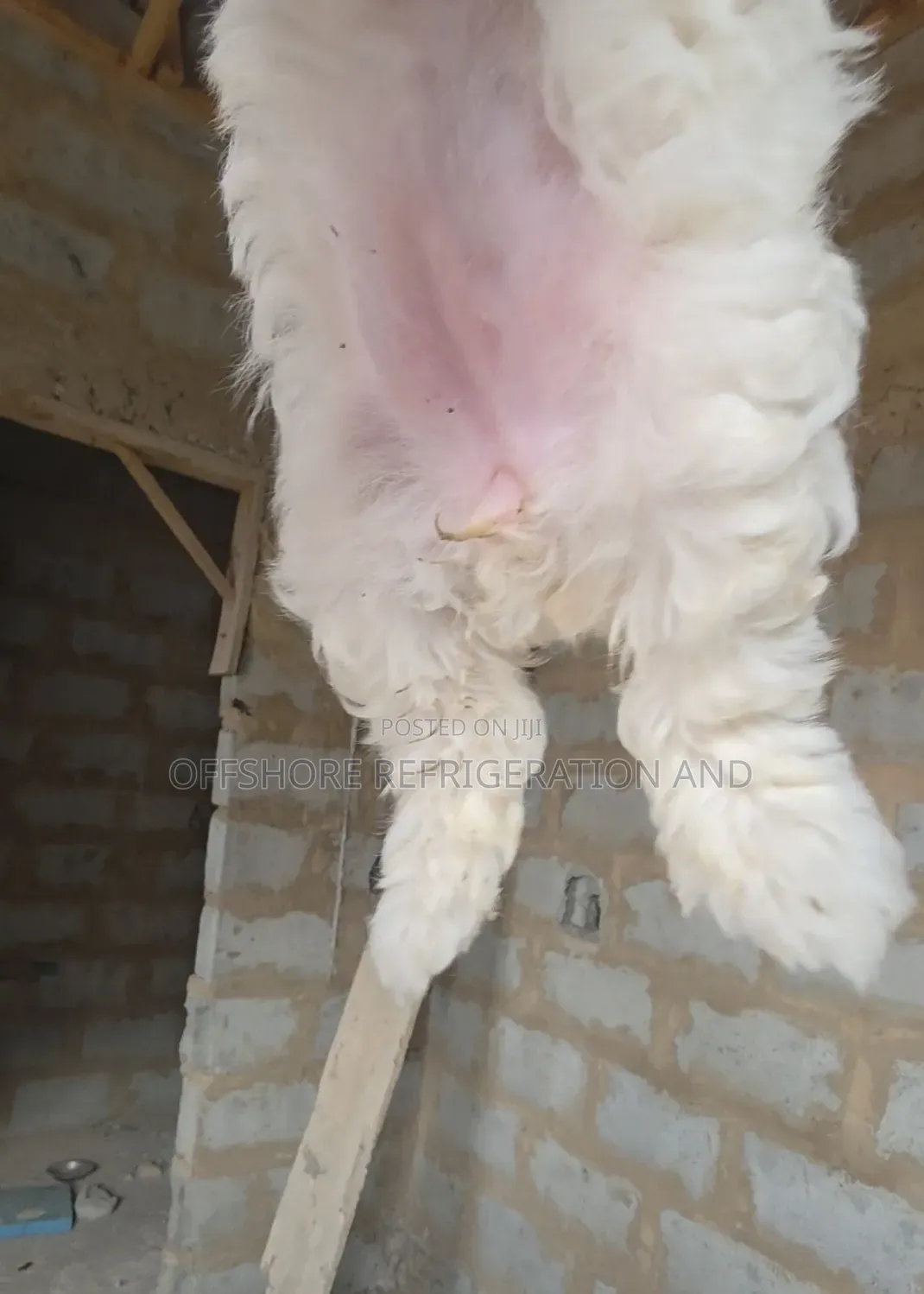 1-3 months Male Purebred Maltese