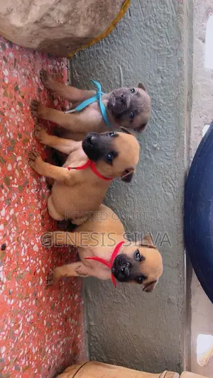 1-3 months Female Purebred American Pit Bull Terrier