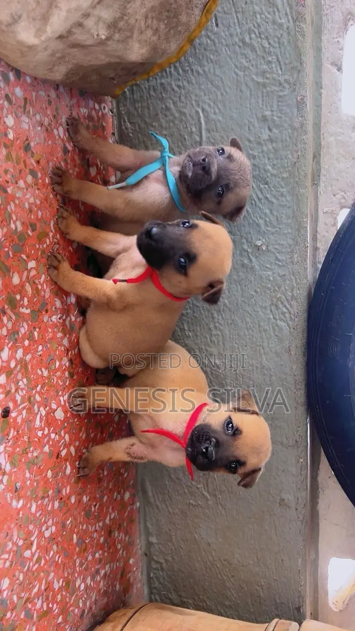 1-3 months Female Purebred American Pit Bull Terrier