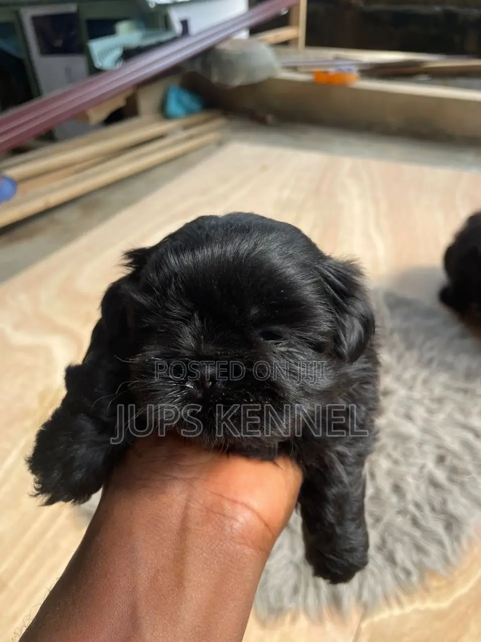 1-3 months Female Purebred Shih Tzu