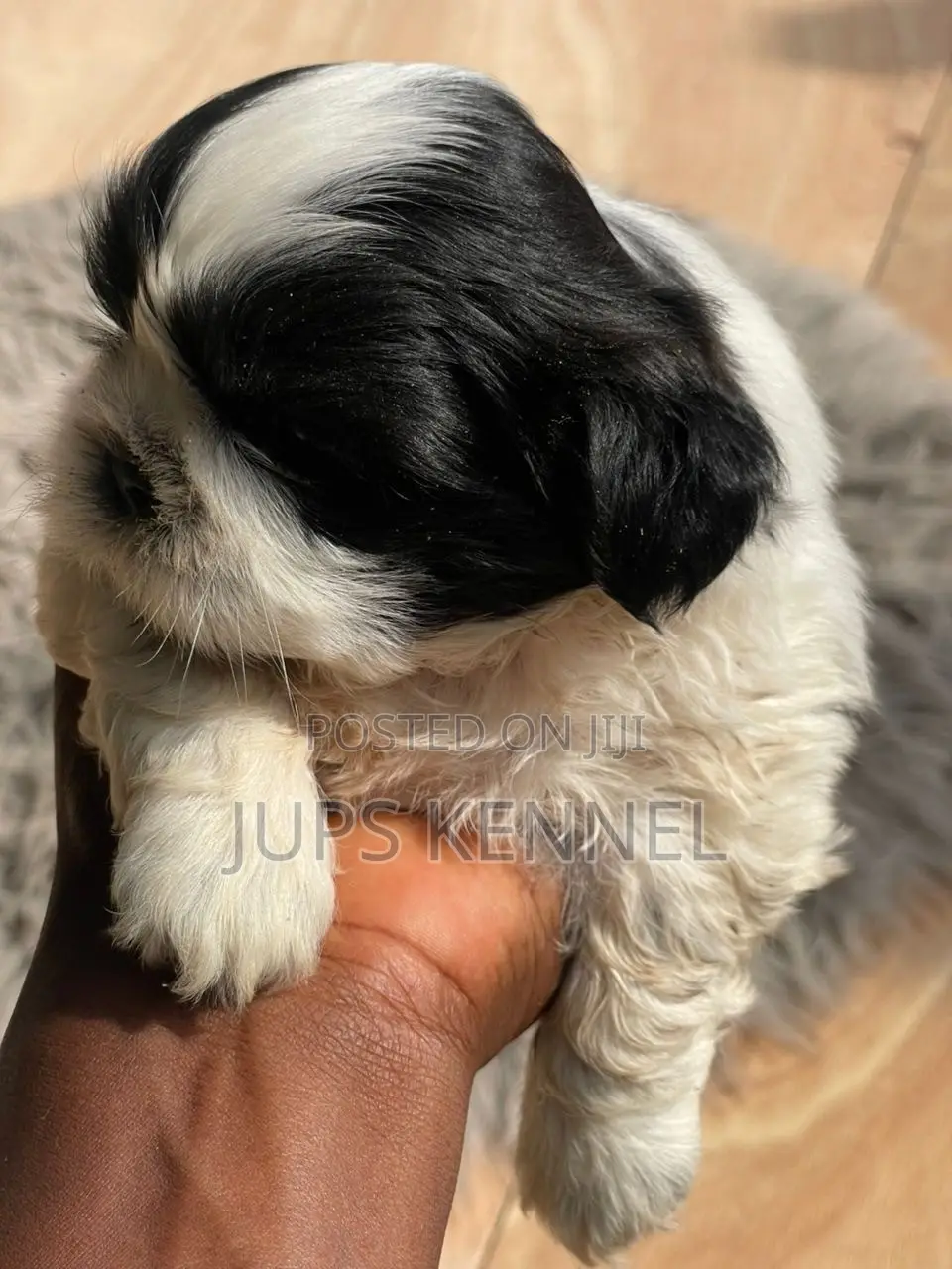 1-3 months Female Purebred Shih Tzu