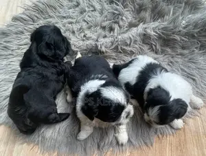 1-3 months Female Purebred Shih Tzu