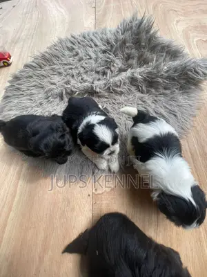 1-3 months Female Purebred Shih Tzu