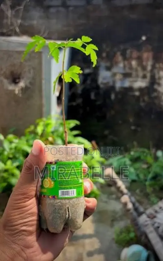 Neem Tree Seedlings