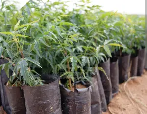 Neem Tree Seedlings