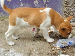 1-3 months Female Mixed Breed Dog
