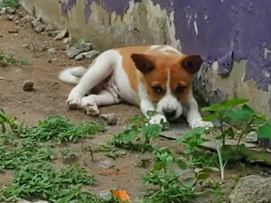 1-3 months Female Mixed Breed Dog