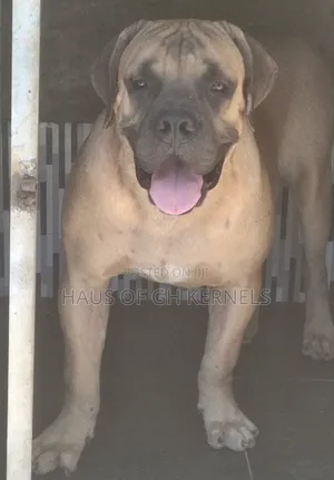 6-12 months Male Purebred Boerboel