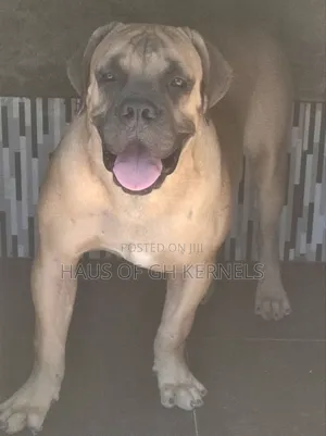 6-12 months Male Purebred Boerboel