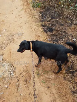 1+ year Female Mixed Breed Rottweiler