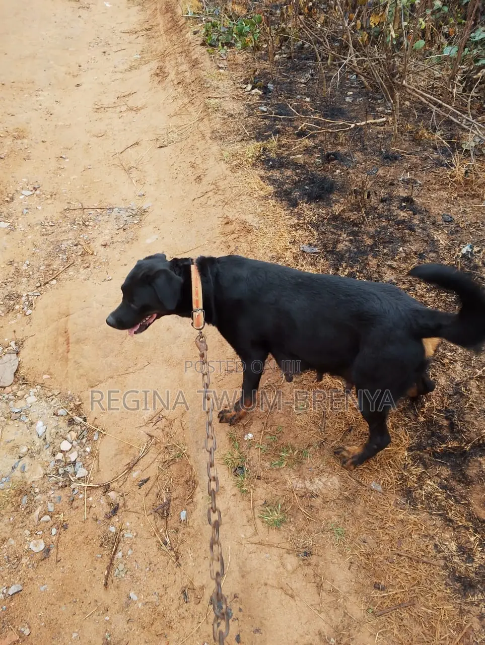 1+ year Female Mixed Breed Rottweiler
