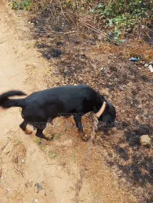 1+ year Female Mixed Breed Rottweiler