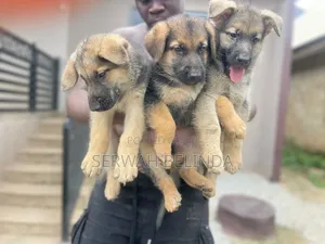 0-1 month Male Purebred German Shepherd