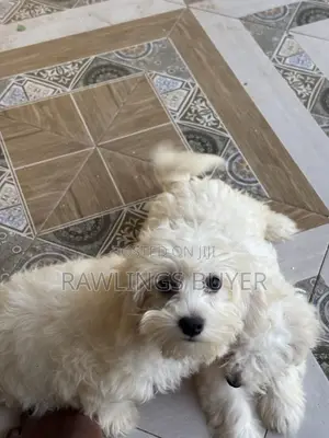 1-3 months Male Purebred Maltese