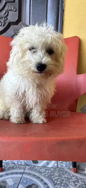 1-3 months Male Purebred Maltese