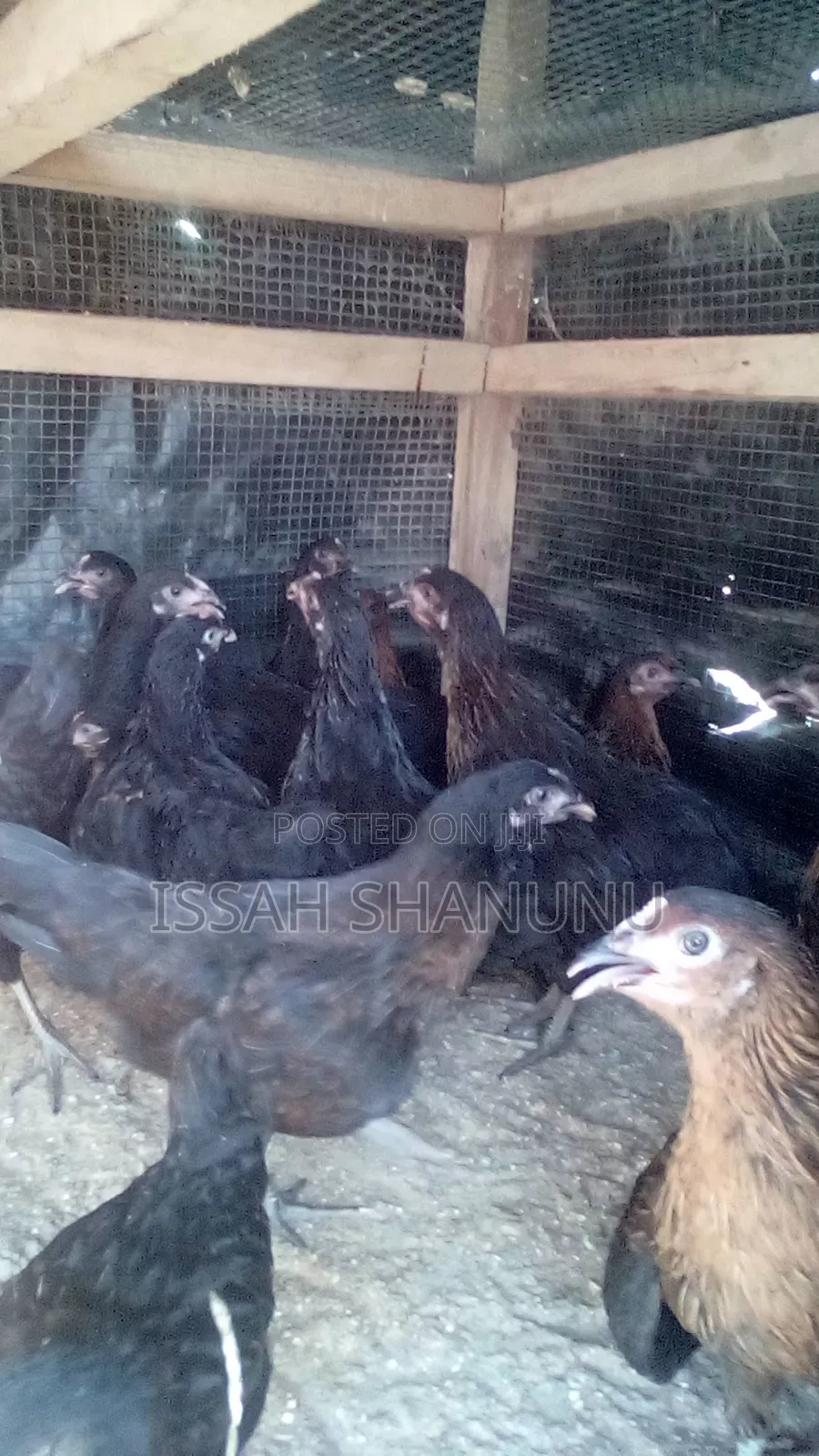 10 Weeks Old Black Australorp