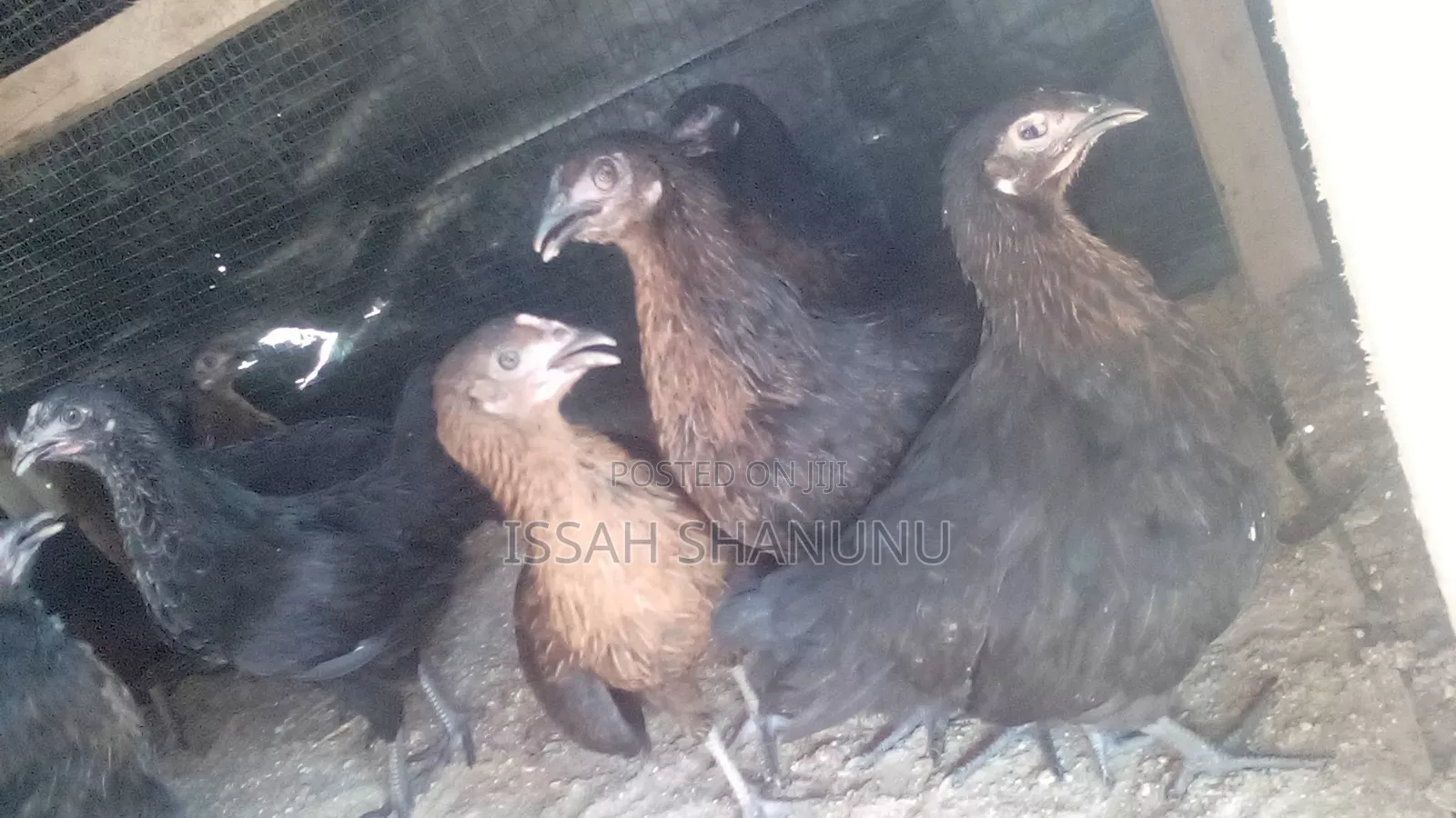 10 Weeks Old Black Australorp
