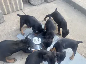 1-3 months Male Purebred Doberman Pinscher