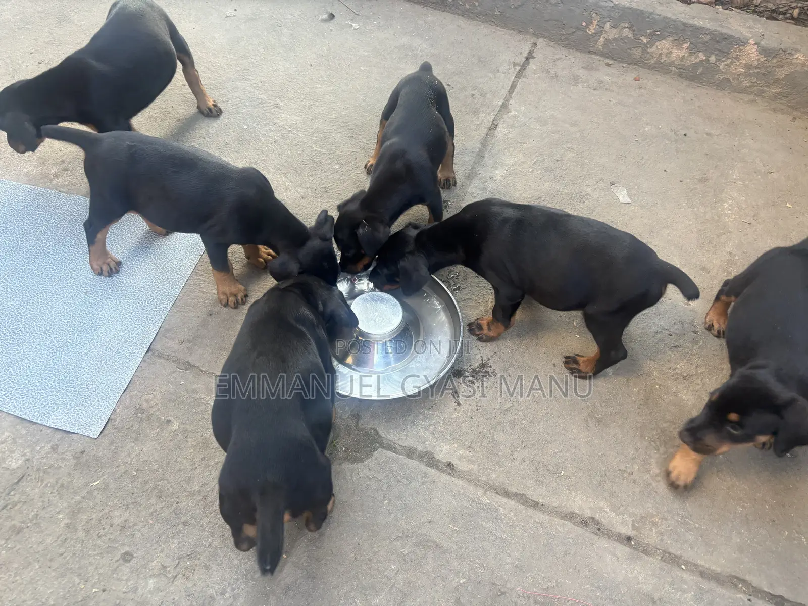 1-3 months Male Purebred Doberman Pinscher