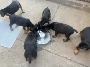1-3 months Male Purebred Doberman Pinscher