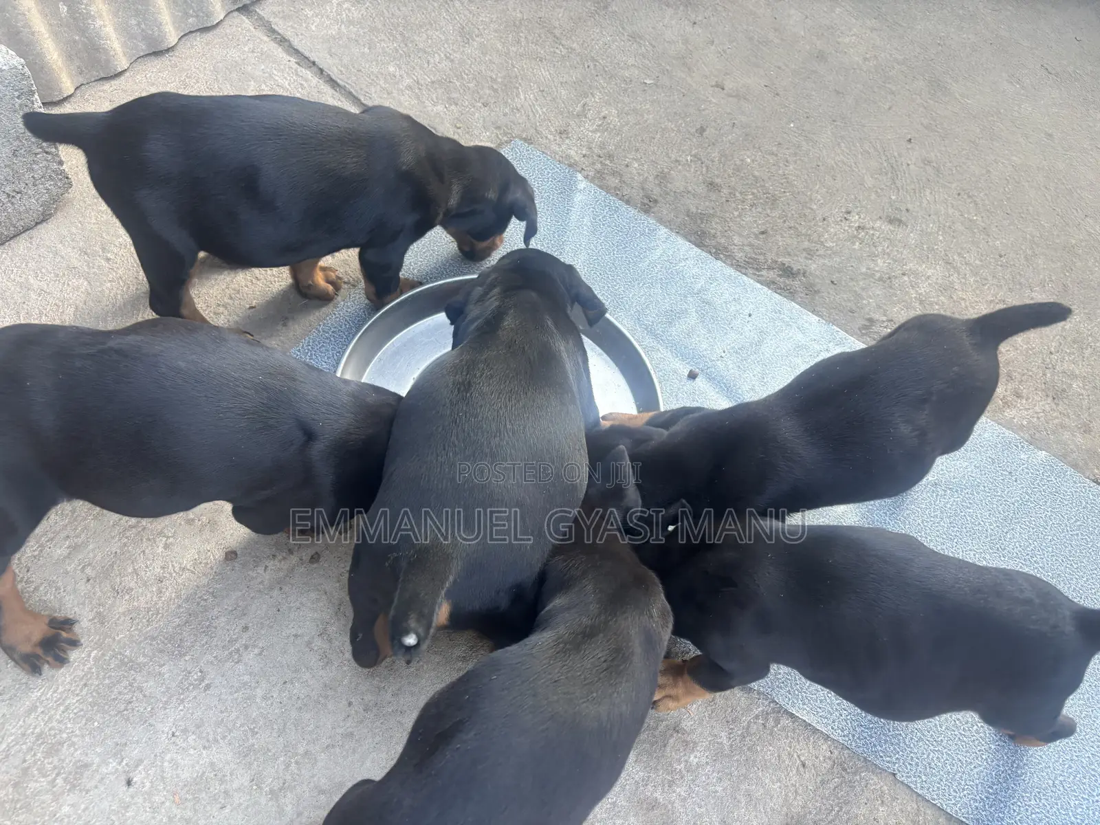 1-3 months Male Purebred Doberman Pinscher