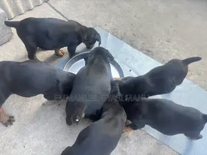 1-3 months Male Purebred Doberman Pinscher