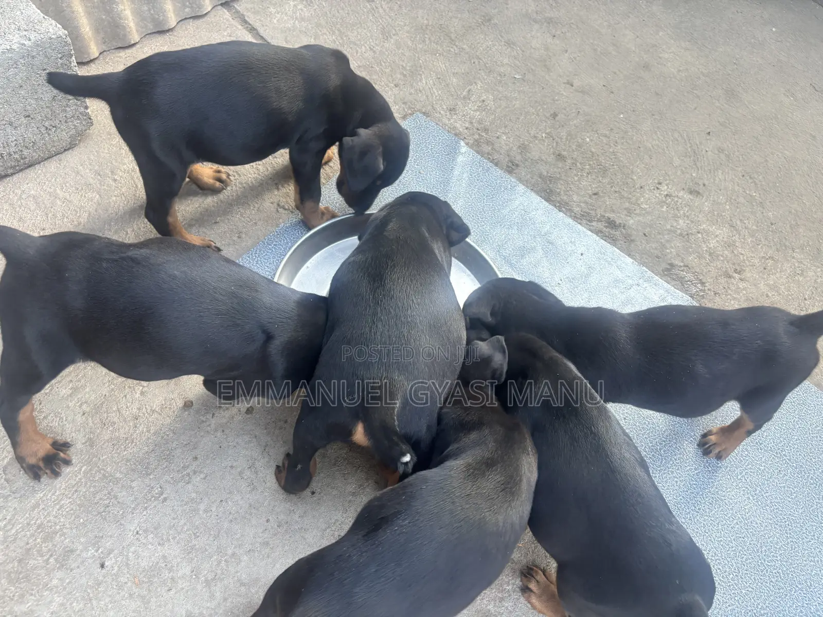 1-3 months Male Purebred Doberman Pinscher