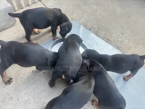 1-3 months Male Purebred Doberman Pinscher