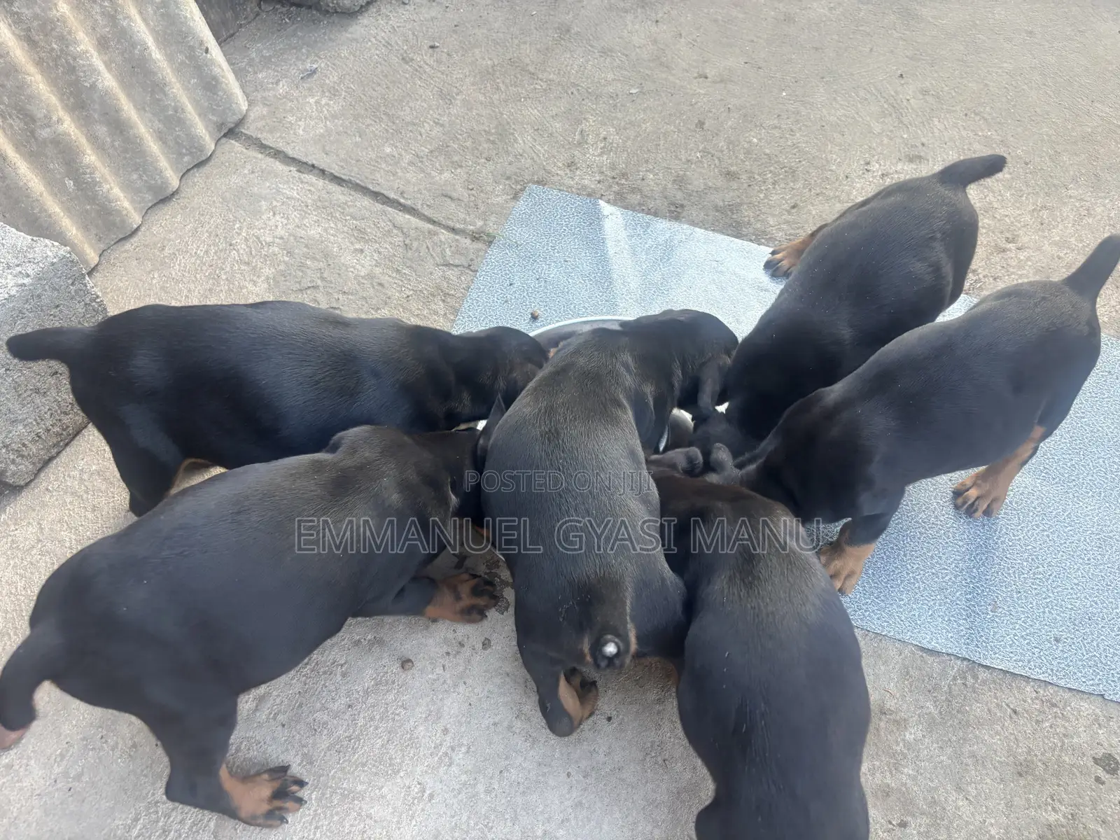 1-3 months Male Purebred Doberman Pinscher