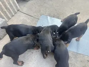 1-3 months Male Purebred Doberman Pinscher
