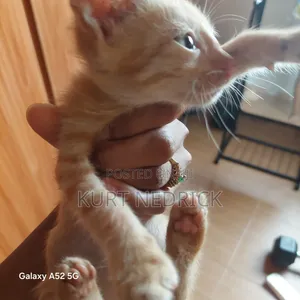 1-3 months Male Mixed Breed Mongrel (No Breed)